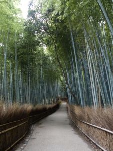 bamboo forest 1