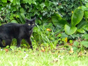 One of the three cats at the cool B&B